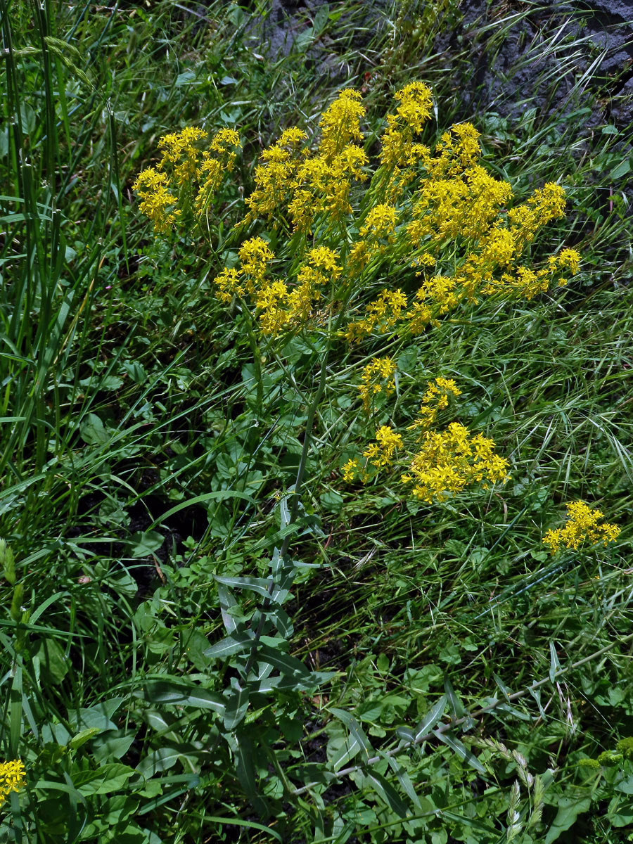 Boryt barvířský (Isatis tinctoria L.)