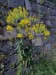 Boryt barvířský (Isatis tinctoria L.)