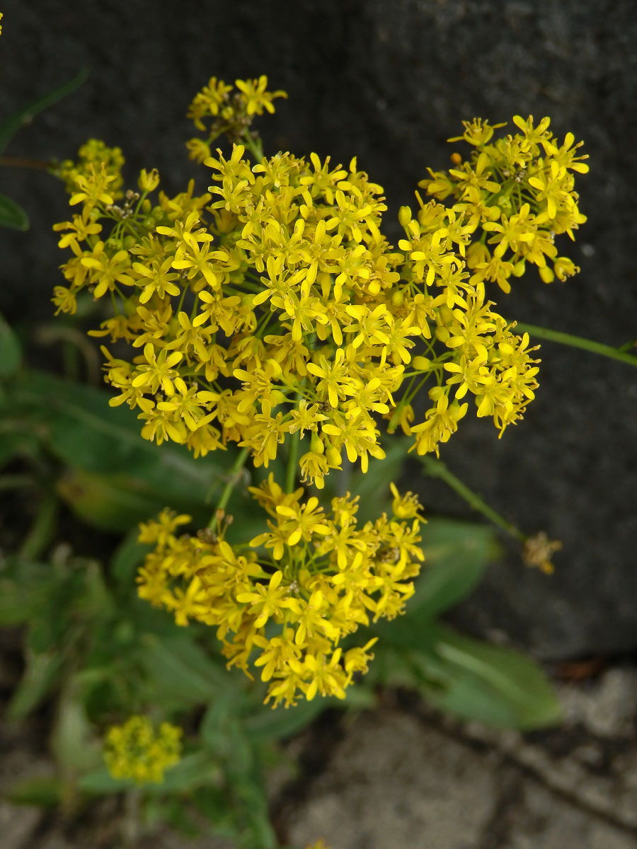 Boryt barvířský (Isatis tinctoria L.)