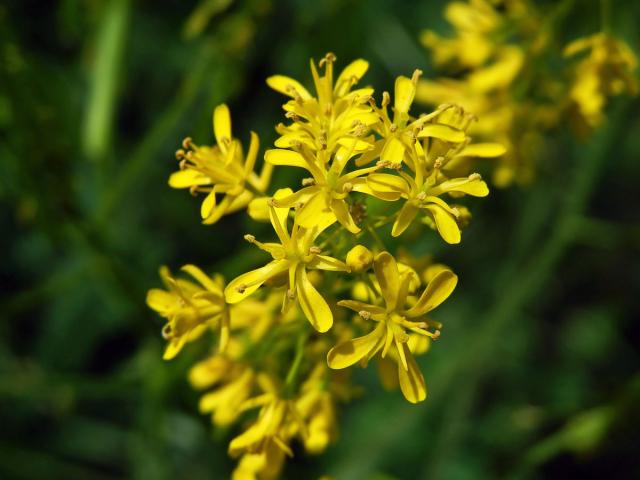 Boryt barvířský (Isatis tinctoria L.)