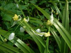 Česnek podivný (Alium paradoxum (M. Bieb.) G. Don)