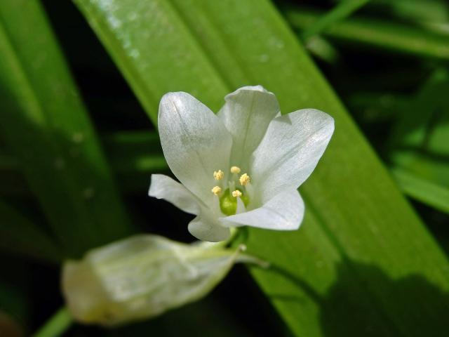 Česnek podivný (Alium paradoxum (M. Bieb.) G. Don)