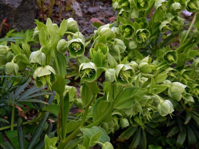 Čemeřice smrdutá (Helleborus foetidus L.)