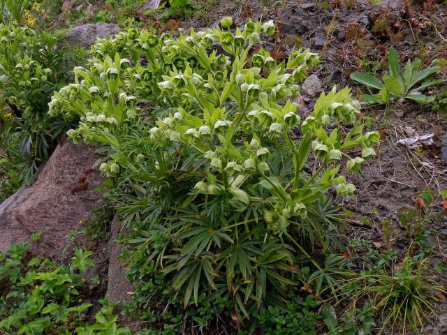 Čemeřice smrdutá (Helleborus foetidus L.)