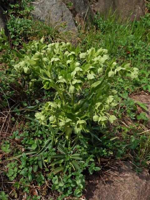 Čemeřice smrdutá (Helleborus foetidus L.)