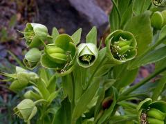 Čemeřice smrdutá (Helleborus foetidus L.)