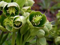 Čemeřice smrdutá (Helleborus foetidus L.)