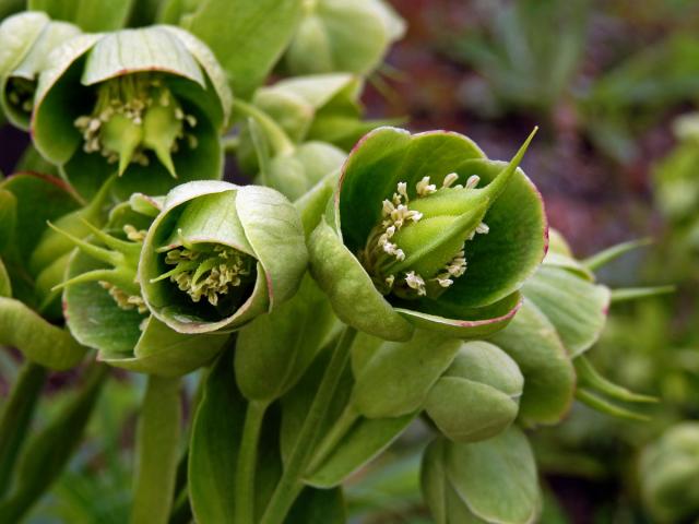 Čemeřice smrdutá (Helleborus foetidus L.)