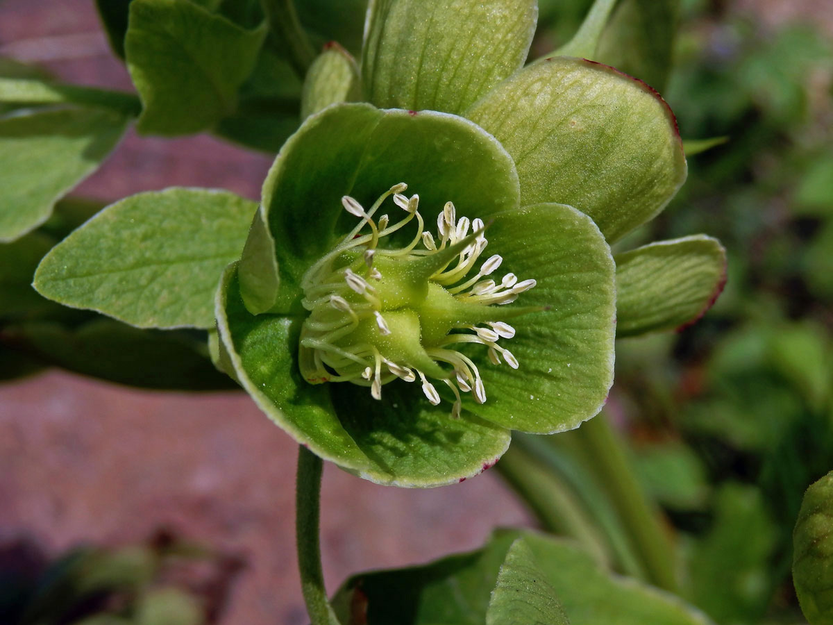 Čemeřice smrdutá (Helleborus foetidus L.)