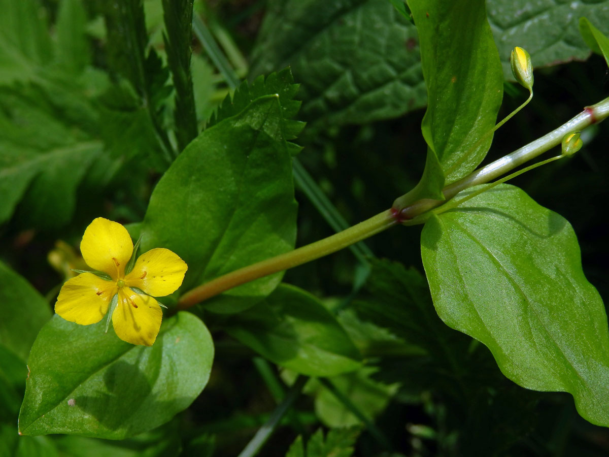 Vrbina hajní (Lysimachia nemorum L.) s čtyřčetným květem (3a)