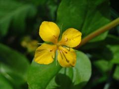 Vrbina hajní (Lysimachia nemorum L.) s čtyřčetným květem (3b)