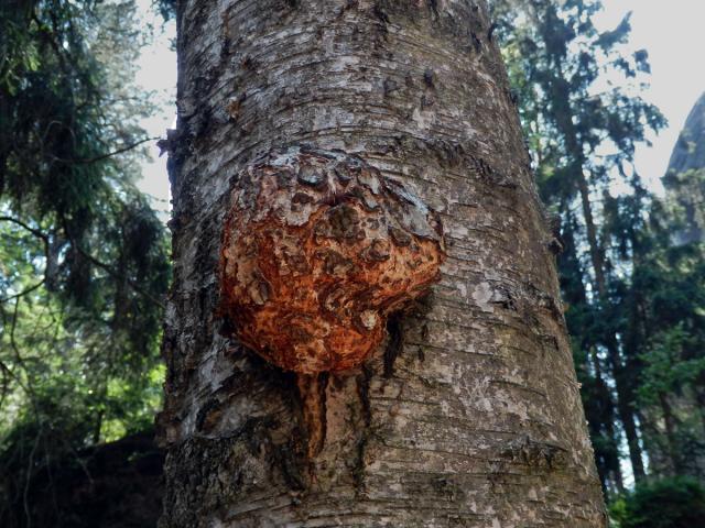 Nádor na bříze bělokoré (Betula pendula Roth) (37a)