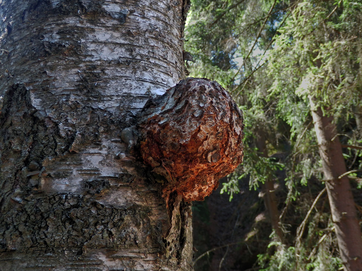 Nádor na bříze bělokoré (Betula pendula Roth) (37b)