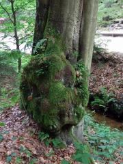 Nádor na buku lesním (Fagus sylvatica L.) (18)