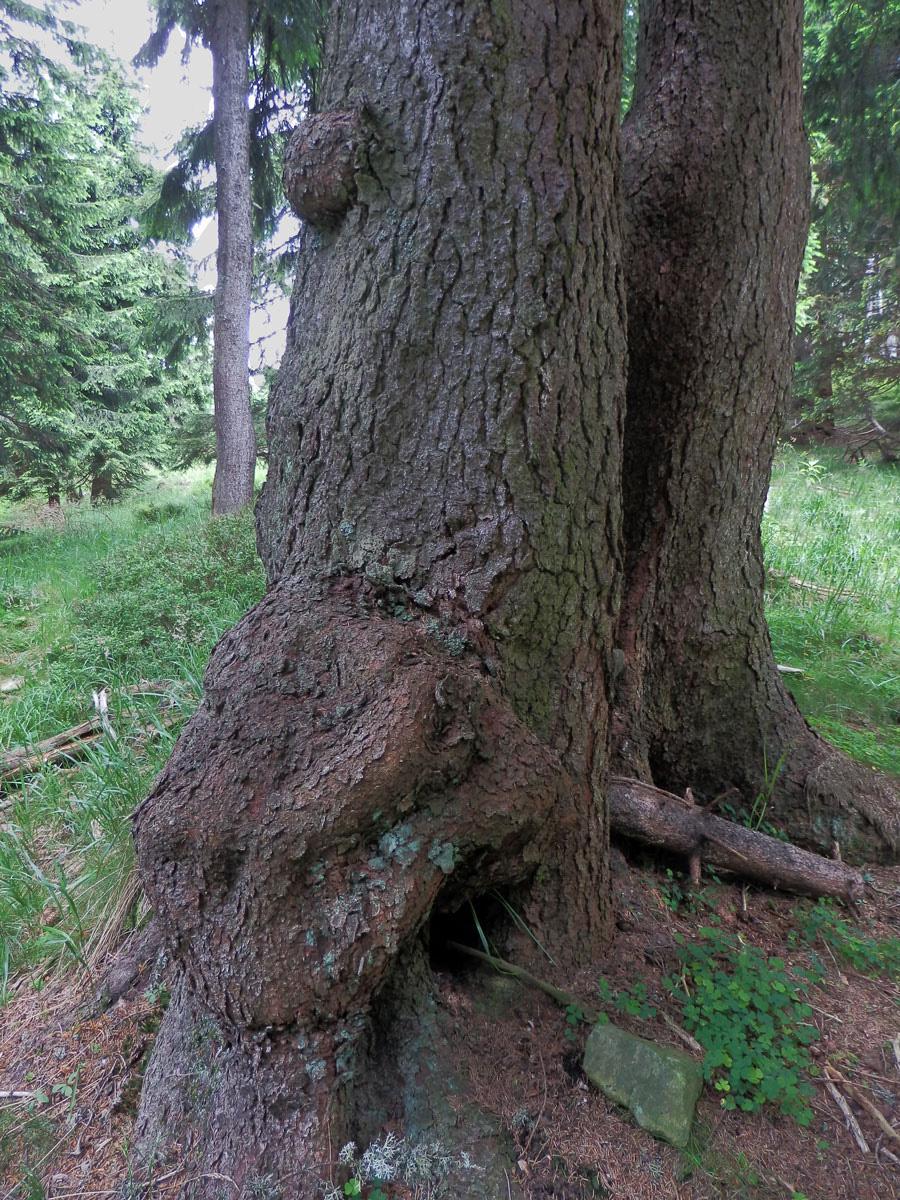 Smrk ztepilý (Picea abies (L.) Karsten) (11a) s nádorem na kmeni