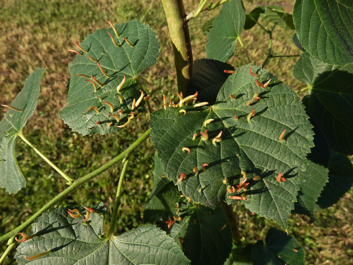 Hálky vlnovníka lipového (Eriophyes tiliae)