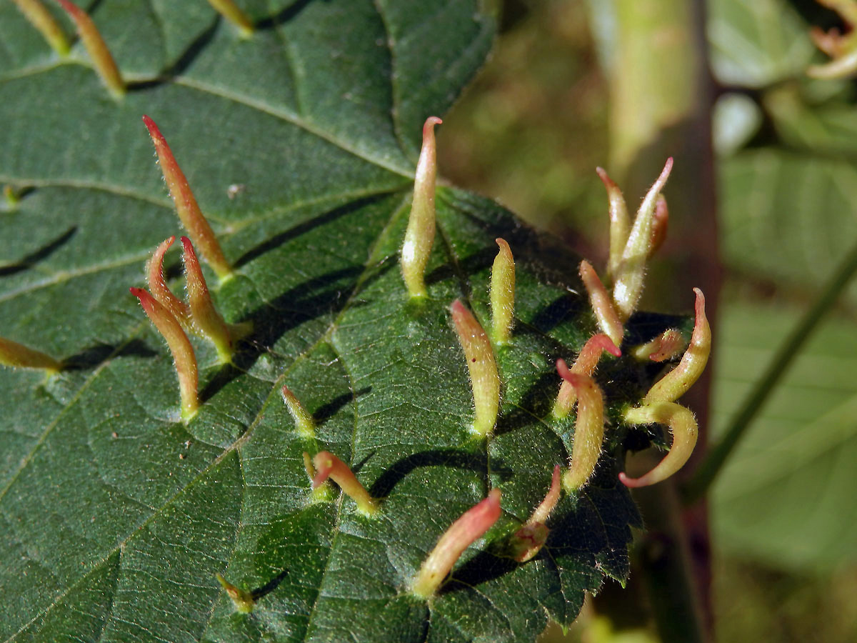 Hálky vlnovníka lipového (Eriophyes tiliae)