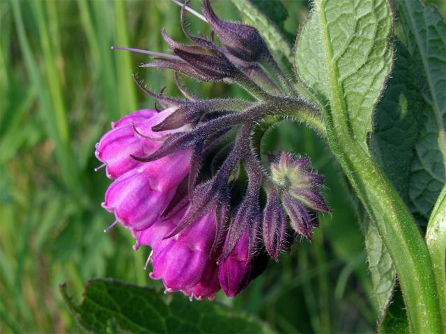 Kostival lékařský (Symphytum officinale L.)