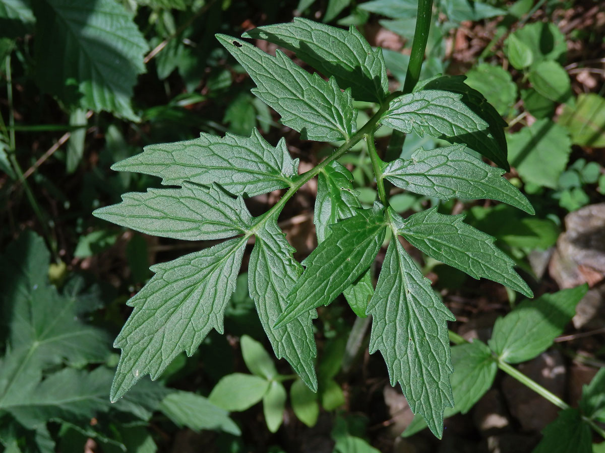 Kozlík lékařský (Valeriana officinalis L.), zdvojený list (1)