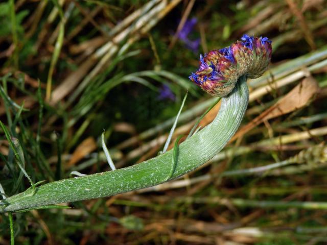 Fasciace chrpy modré (Centaurea cyannus L.) (1c)