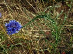 Fasciace chrpy modré (Centaurea cyannus L.) (1d)