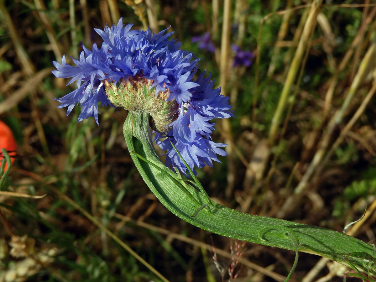 Fasciace chrpy modré (Centaurea cyannus L.) (1e)
