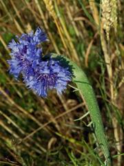 Fasciace chrpy modré (Centaurea cyannus L.) (1f)