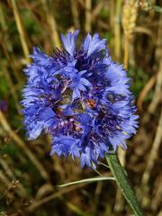 Fasciace chrpy modré (Centaurea cyannus L.) (1g)