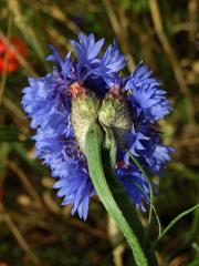 Fasciace chrpy modré (Centaurea cyannus L.) (1h)