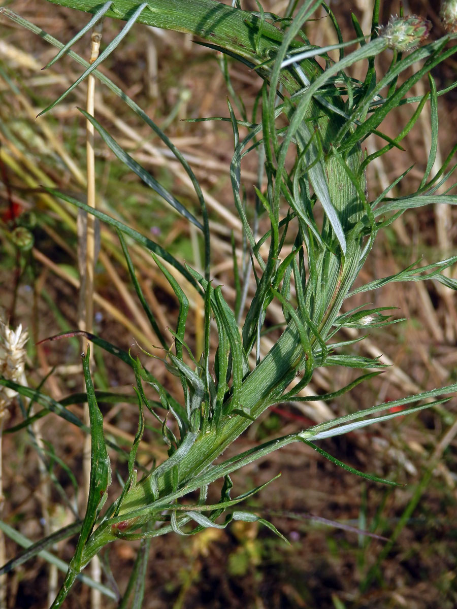 Fasciace chrpy modré (Centaurea cyannus L.) (1i)