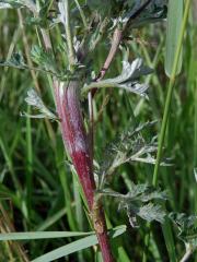 Fasciace pelyňku černobýlu (Artemisia vulgaris L.)