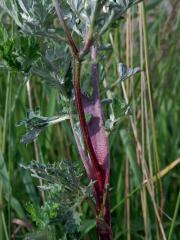 Fasciace stonku pelyňku černobýlu (Artemisia vulgaris L.) (2b)