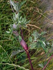 Fasciace stonku pelyňku černobýlu (Artemisia vulgaris L.) (3a)