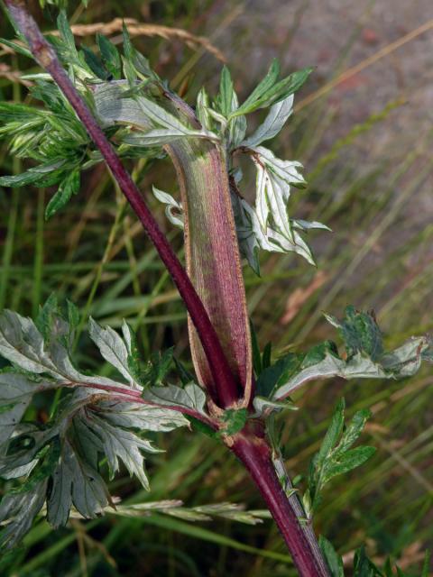 Fasciace stonku pelyňku černobýlu (Artemisia vulgaris L.) (3b)