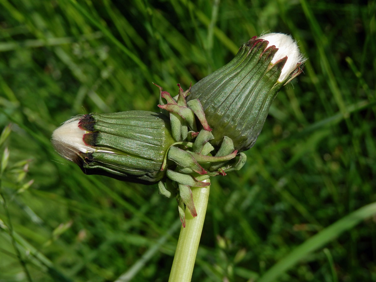 Smetánka lékařská (Teraxacum officinale L.) - fasciace stonku (5a)