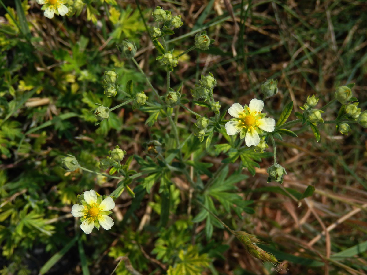 Mochna stříbrná (Potentilla argentea L.), rostlina se světlými květy (1a)