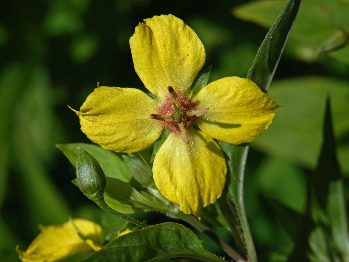 Vrbina (Lysimachia ciliata L.), čtyřčetný květ (4)