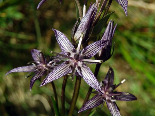 Kropenáč vytrvalý (Swertia perennis L.), čtyřčetný květ (3)