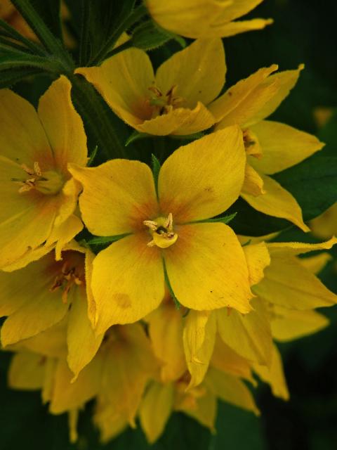 Vrbina tečkovaná (Lysimachia punctata L.) s čtyřčetným květem (5)