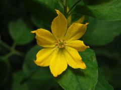 Vrbina tečkovaná (Lysimachia punctata L.) se sedmičetným květem (2b)