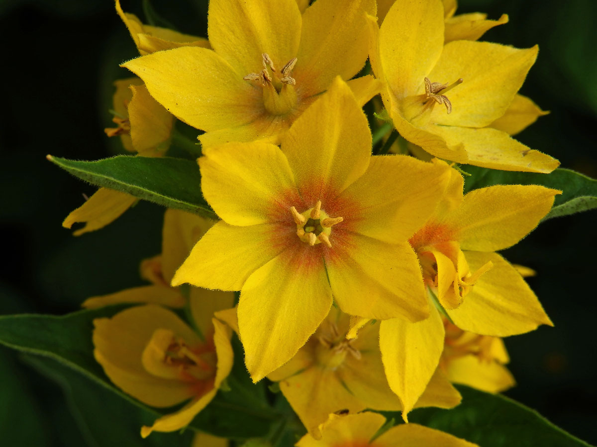 Vrbina tečkovaná (Lysimachia punctata L.) s šestičetným květem (1)