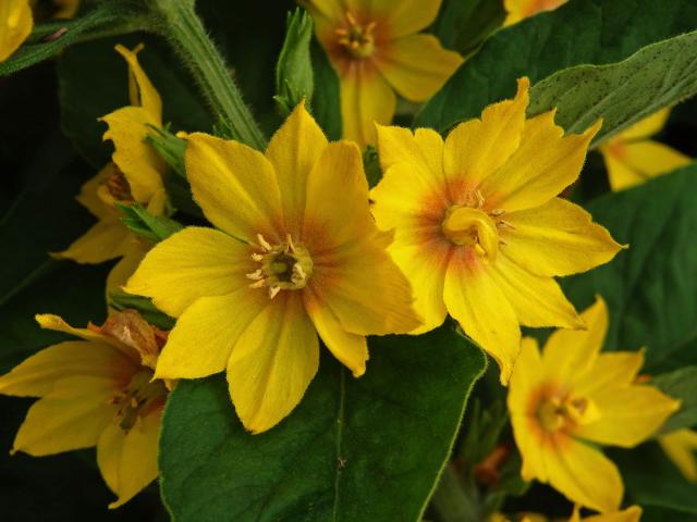 Vrbina tečkovaná (Lysimachia punctata L.) s vícečetnými květy