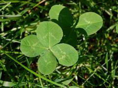 Jetel luční (Trifolium pratense L.) - čtyřlístek (1)