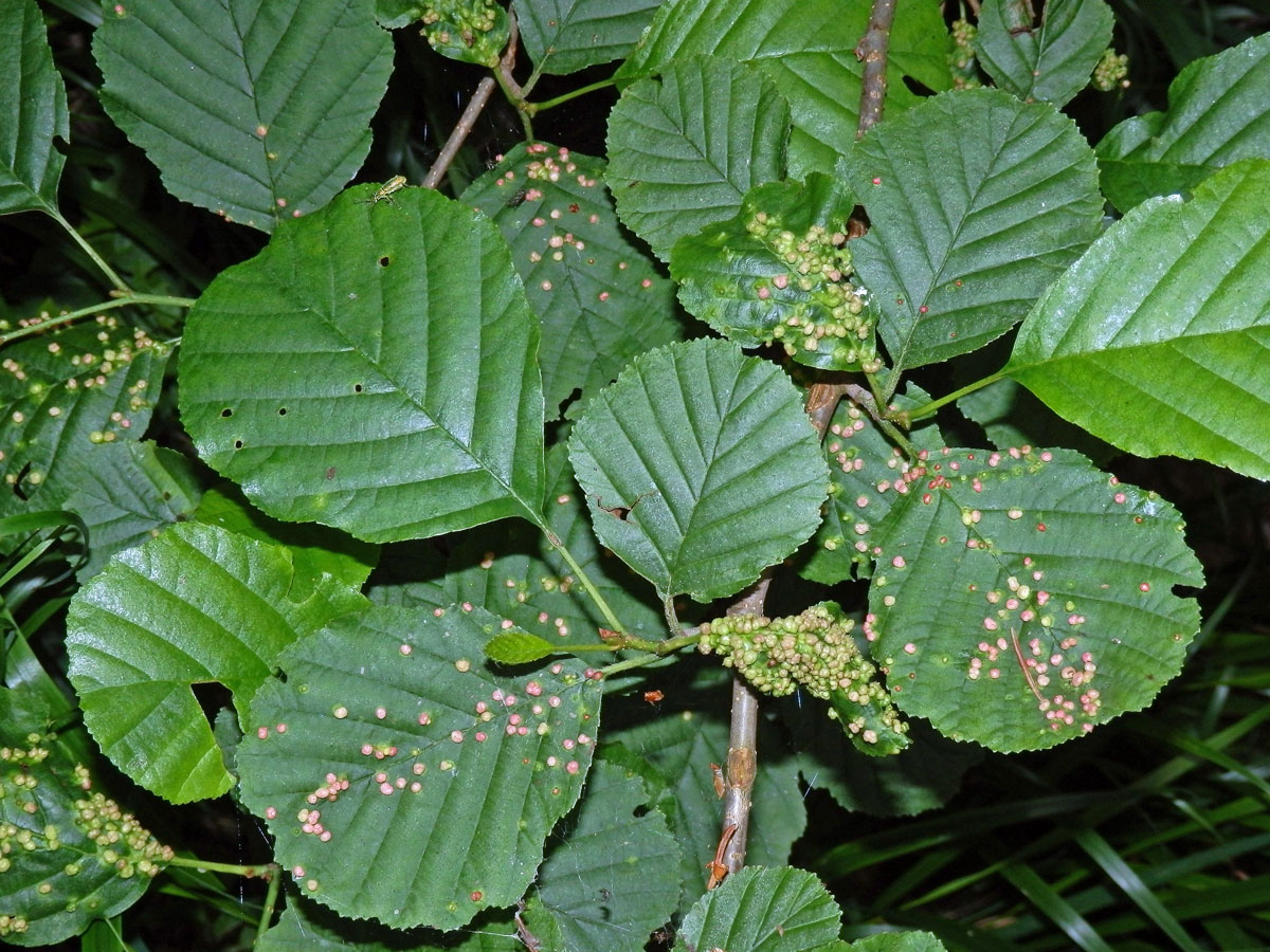 Hálky vlnovníka (Phytoptus laevis)