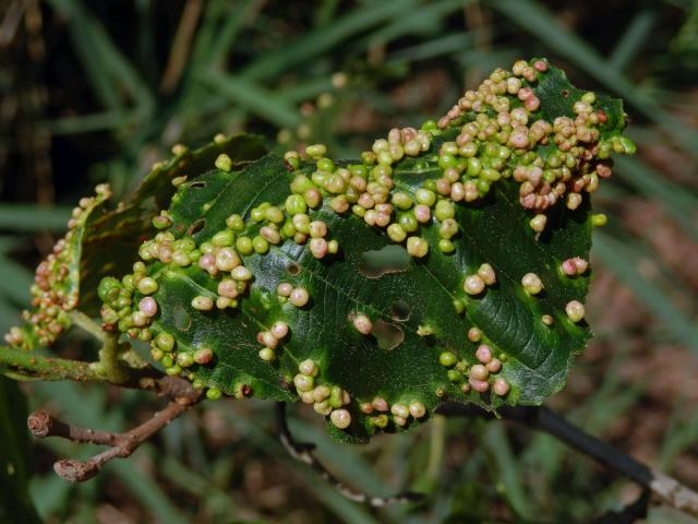 Hálky vlnovníka (Phytoptus laevis)