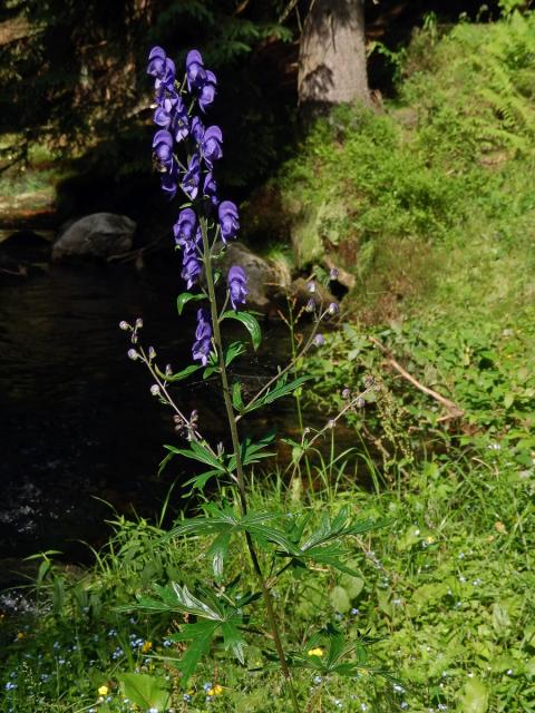 Oměj šalamounek (Aconitum plicatum Rchb.)