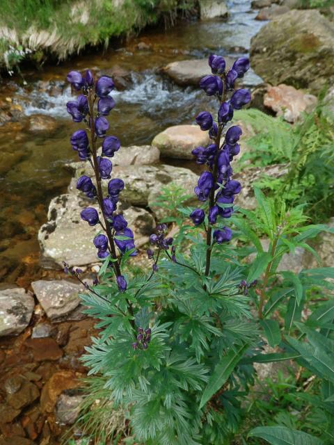 Oměj šalamounek (Aconitum plicatum Rchb.)