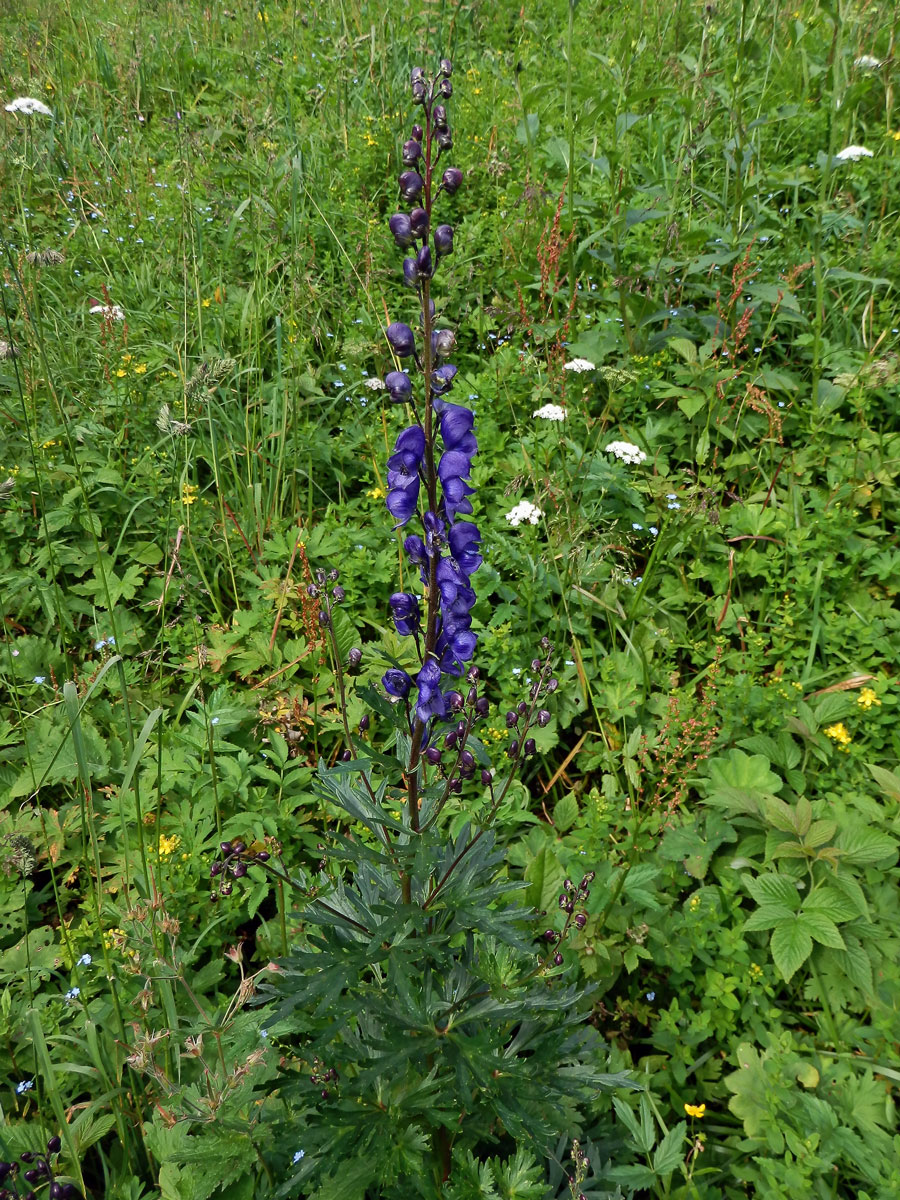 Oměj šalamounek (Aconitum plicatum Rchb.)