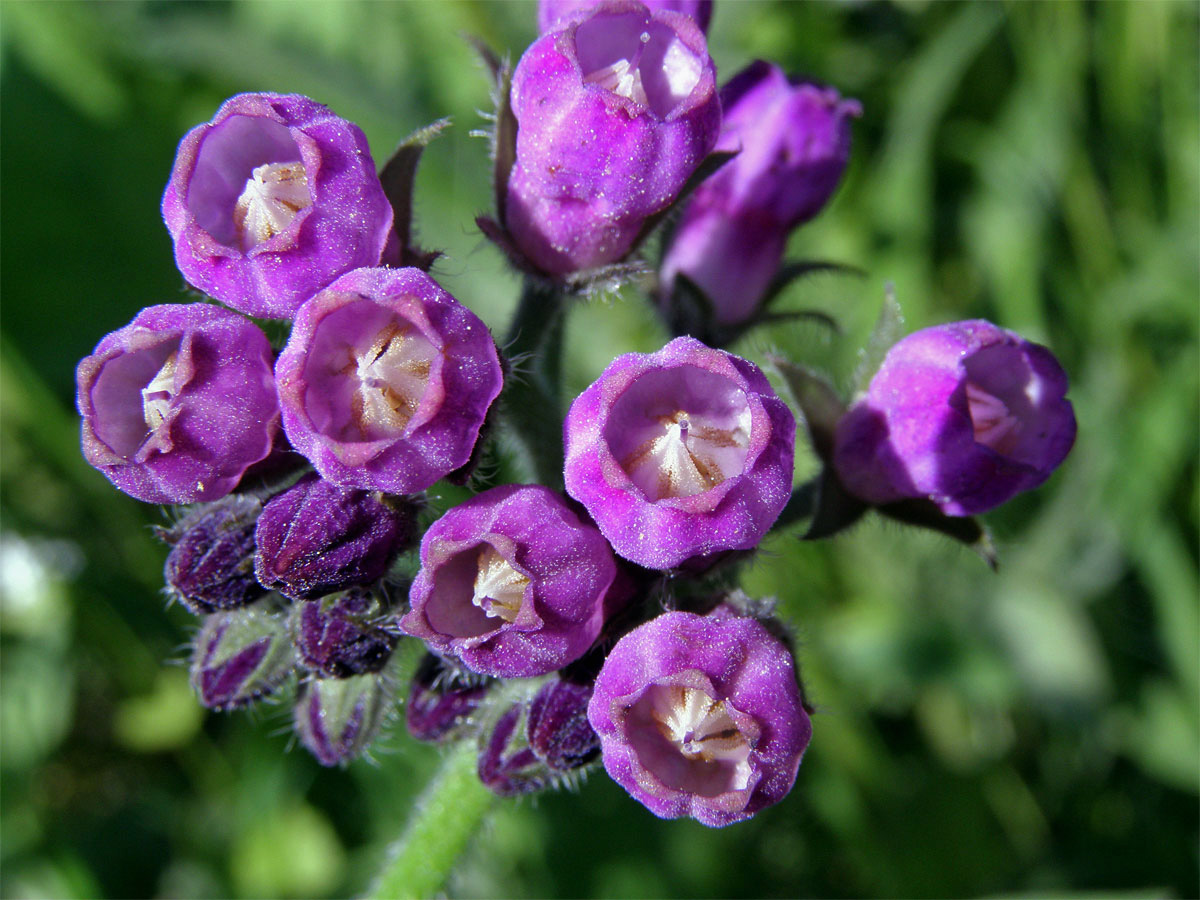 Kostival lékařský (Symphytum officinale L.)