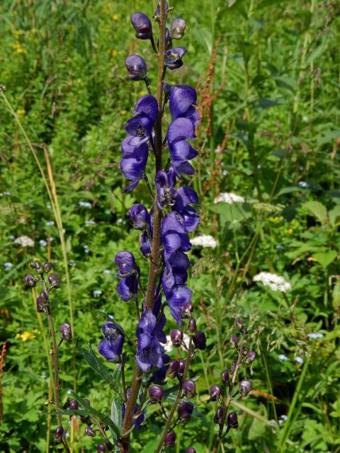 Oměj šalamounek (Aconitum plicatum Rchb.)